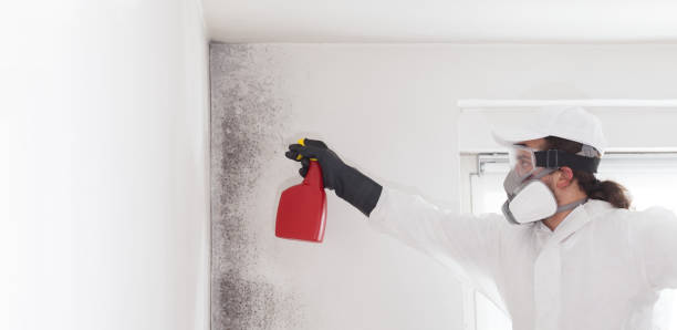 Best Attic Mold Removal  in West Haverstraw, NY