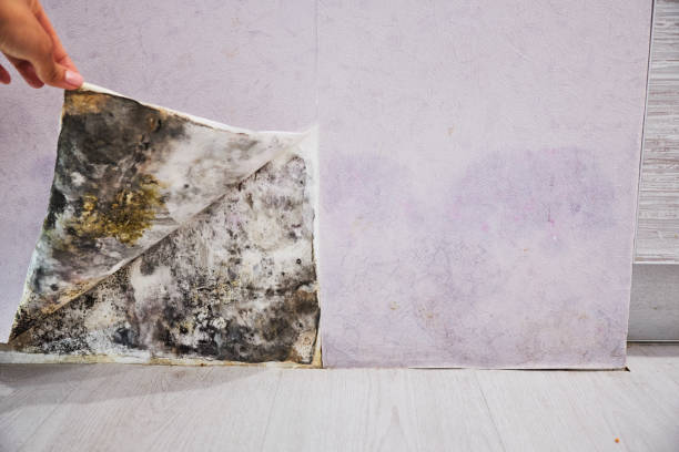 Best Local Mold Removal Service  in West Haverstraw, NY